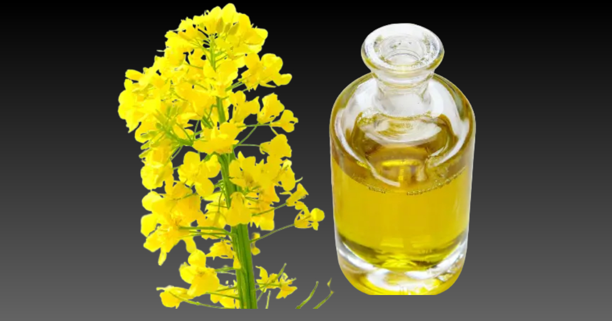 Canola oil